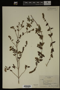 Mentha piperita image