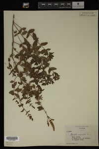 Mentha piperita image