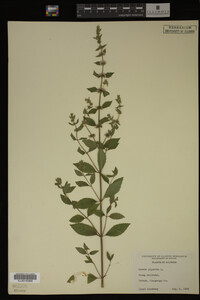 Mentha piperita image