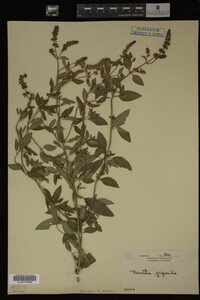 Mentha piperita image