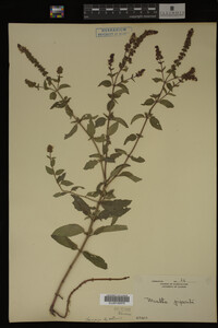 Mentha piperita image