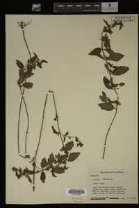 Mentha piperita image