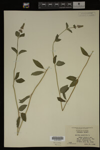 Mentha piperita image