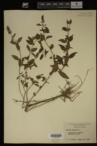 Mentha piperita image