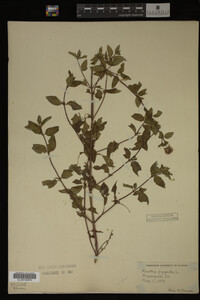 Mentha piperita image