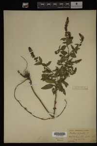 Mentha piperita image
