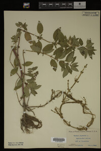 Mentha piperita image