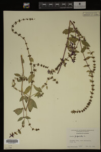 Mentha piperita image