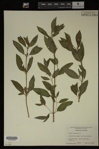 Mentha piperita image