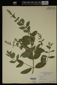 Mentha piperita image