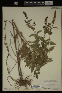 Mentha piperita image