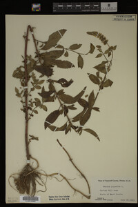 Mentha piperita image
