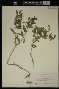 Mentha piperita image