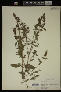 Mentha piperita image