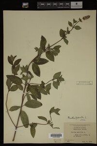 Mentha piperita image