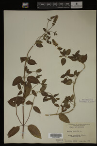 Mentha piperita image