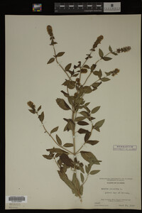 Mentha piperita image