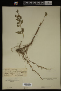 Mentha piperita image