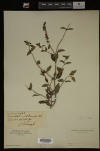 Mentha piperita image
