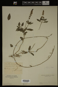 Mentha piperita image