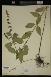 Mentha piperita image