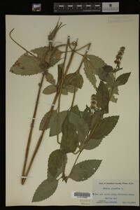 Mentha piperita image