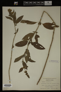 Mentha piperita image
