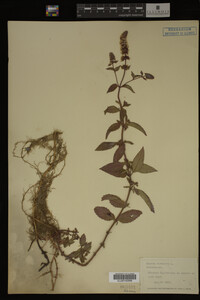 Mentha piperita image