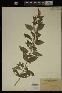 Mentha piperita image