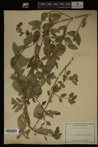Mentha piperita image