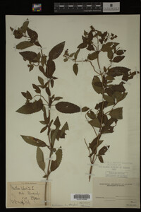Mentha piperita image