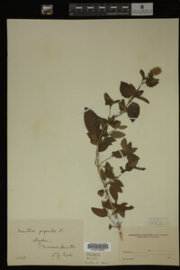 Mentha piperita image