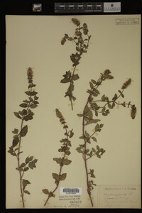 Mentha piperita image