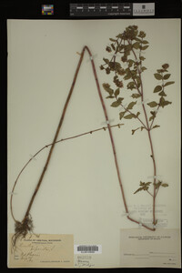Mentha piperita image