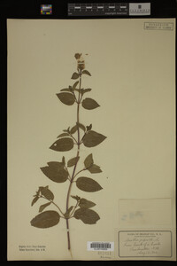 Mentha piperita image