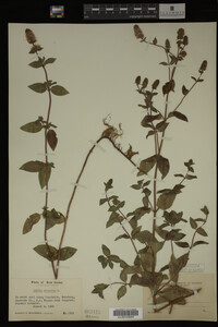 Mentha piperita image