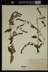 Mentha piperita image