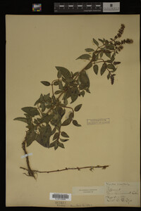 Mentha piperita image
