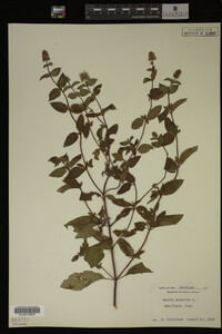 Mentha piperita image
