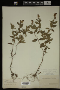 Mentha piperita image