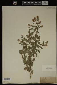 Mentha piperita image