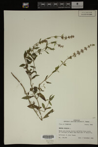 Mentha piperita image