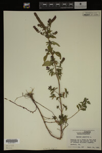 Mentha piperita image