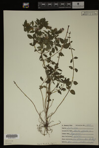 Mentha piperita image
