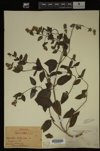 Mentha piperita image