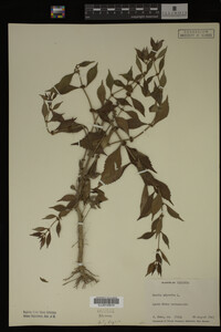 Mentha piperita image