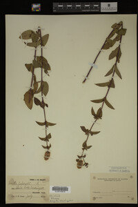 Mentha piperita image
