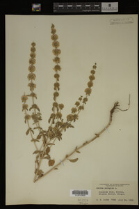 Image Associated With the Occurrence
