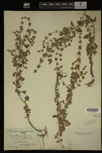 Image Associated With the Occurrence