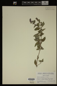Image Associated With the Occurrence